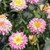 Federation Fancy Daisy Pastel Pink.  Argyranthemum frutescens
