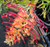 Grevillea Pink Profusion