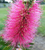 Callistemon citrinis Carnival Watermelon Red