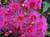 Eucalyptus Summer Glory GRAFTED Australian NATIVE.  Grafted corymbia Summer Glory.