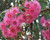 Eucalyptus Summer Glory GRAFTED Australian NATIVE.  Grafted corymbia Summer Glory.