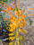 Grevillea Tangerine Squeeze