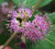 Beautyberry (Velvet Leaf).  Callicarpa pedunculata.