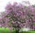 Crepe Myrtle Lagerstroemia Zuni