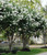 Crepe Myrtle Lagerstroemia Natchez