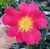 Camellia Yuletide