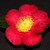Camellia Yuletide