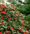 Camellia Yuletide