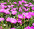 Aussie Rambler Carpobrotus glaucescens
