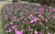 Aussie Rambler Carpobrotus glaucescens