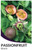 Black Passionfruit 
Passionfruit edulis
