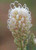 Spindly Grevillea Grevillea endlicheriana