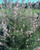Spindly Grevillea Grevillea endlicheriana