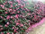 A hedge of Camellia Rose Ann.