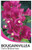 Bougainvillea Vera Blakeman