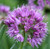 Allium Luna