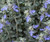 Teucrium Silver Box.  TEUCRIUM FRUTICANS BUSH GERMANDER