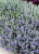 Teucrium Silver Box.  TEUCRIUM FRUTICANS BUSH GERMANDER