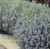 Teucrium Silver Box.  TEUCRIUM FRUTICANS BUSH GERMANDER