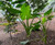 Elephant Ears Alocasia brisbanensis
Elephants Ears