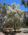 Acacia pendula.  Weeping Myall Wattle.