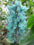 Jade Vine Strongylodon macrobotrys