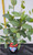Euky Dwarf Flowering Gum Eucalyptus leucoxylon