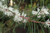 Silky Needle Bush Hakea sericea White