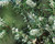 Silky Needle Bush Hakea sericea White