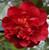 Kramers Supreme Camellia japonica