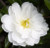 Camellia Mine-No-Yuki Camellia sasanqua