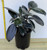 Ficus Burgundy