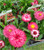 Bracteantha Mohave Purple Red