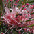 Grevillea Aphrodite's Dream