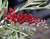 Grevillea Red Coral