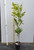 140 mm pot Firewheel Tree Stenocarpus sinuatus.
