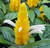 Golden Candles. Pachystachys lutea.  Lollipop plant.  Golden Shrimp Plant.