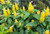 Golden Candles. Pachystachys lutea.  Lollipop plant.  Golden Shrimp Plant.