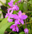 Ground Orchid spathoglottis