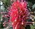 Grevillea banksii Candelabra Pink