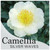 camellia japonica silver waves