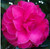 Camellia japonica L.T. Dees
