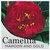 Camellia japonica Maroon and Gold