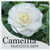 Camellia japonica Nuccios Gem