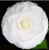 Camellia japonica Nuccios Gem