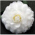 Camellia japonica Margarete Hertrich