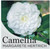 Camellia japonica Margarete Hertrich