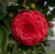 Camellia japonica Black Tie