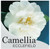 Camellia Ecclefield JAPONICA