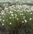 Paper Daisy Rhodanthe anthemoides